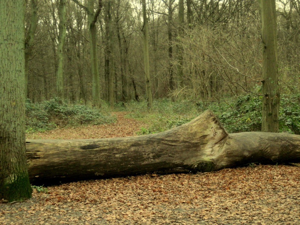 forêt domaniale arbres