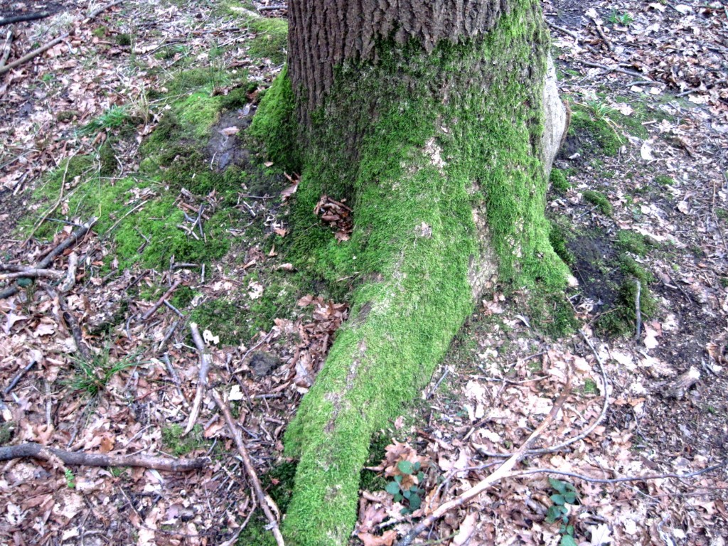 mousse arbre