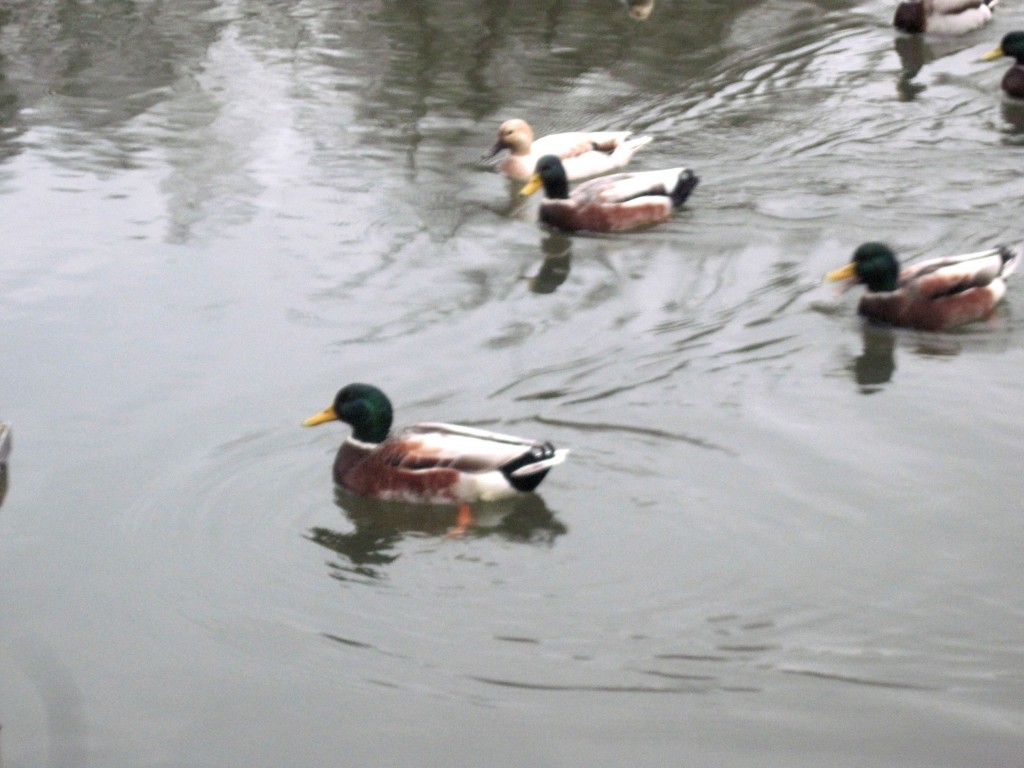 canards